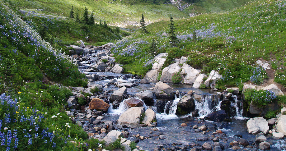 Wild Flower Creek