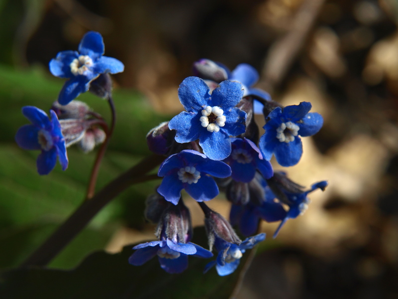 Wild Flowers
