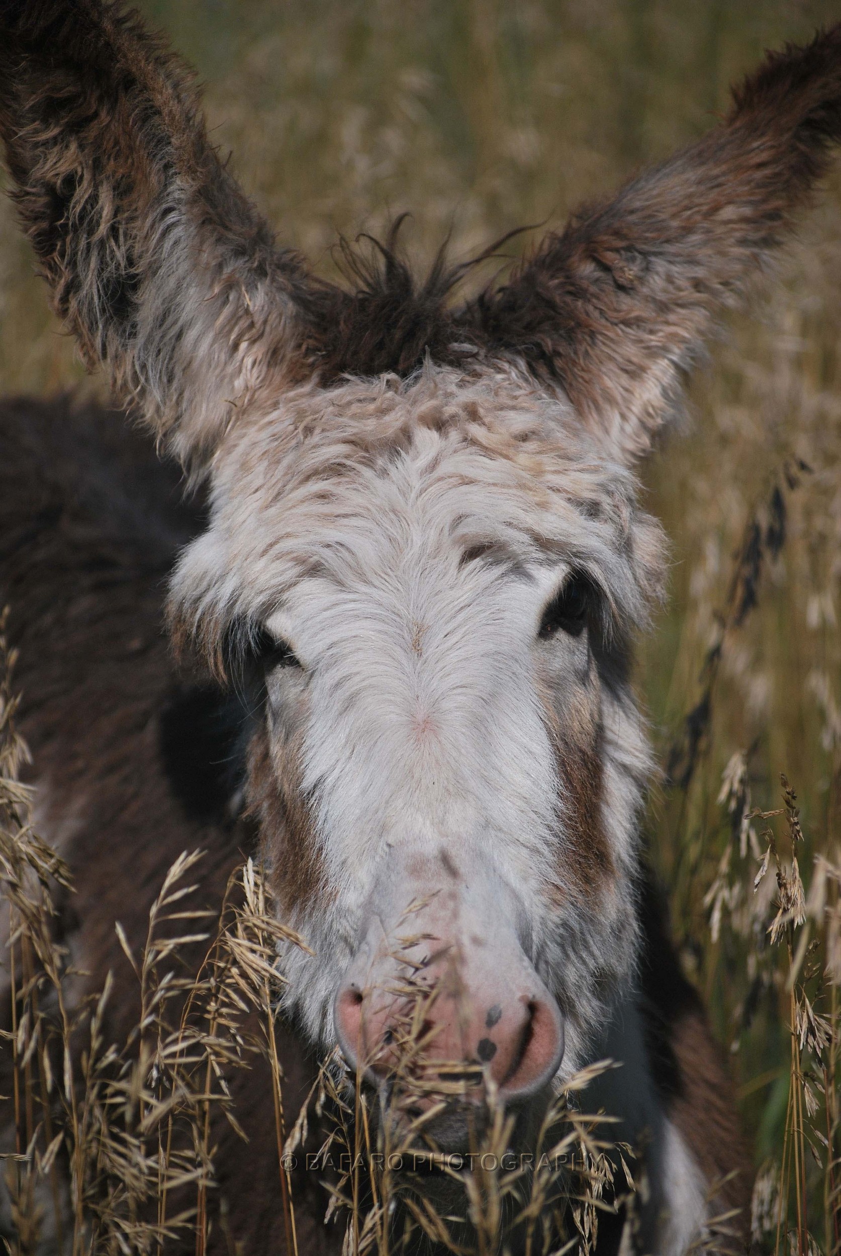 Wild Hairy Donkey