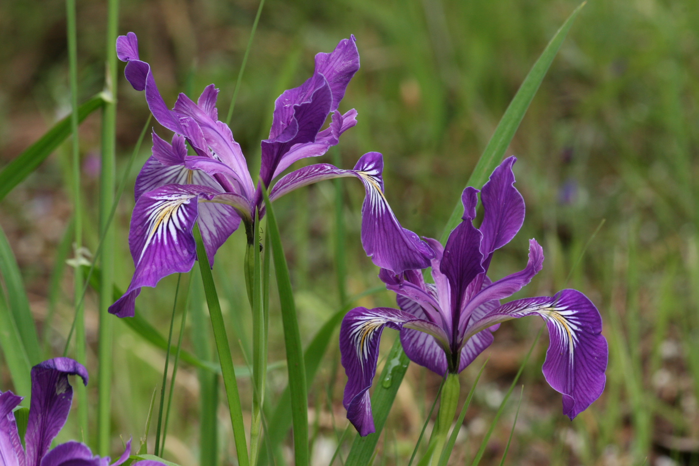 Wild Iris