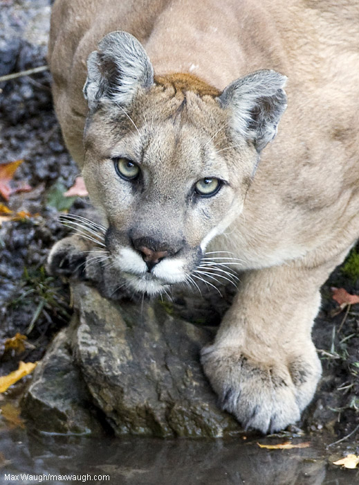 Wild Mountain Lion
