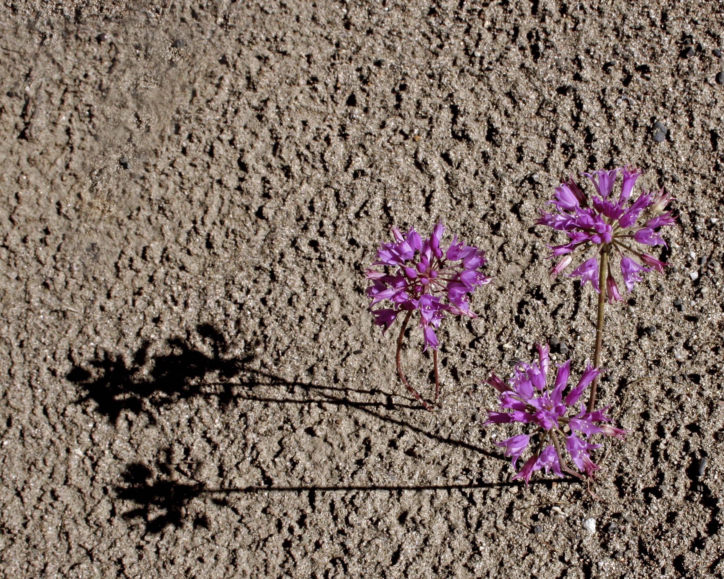 Wild Onions