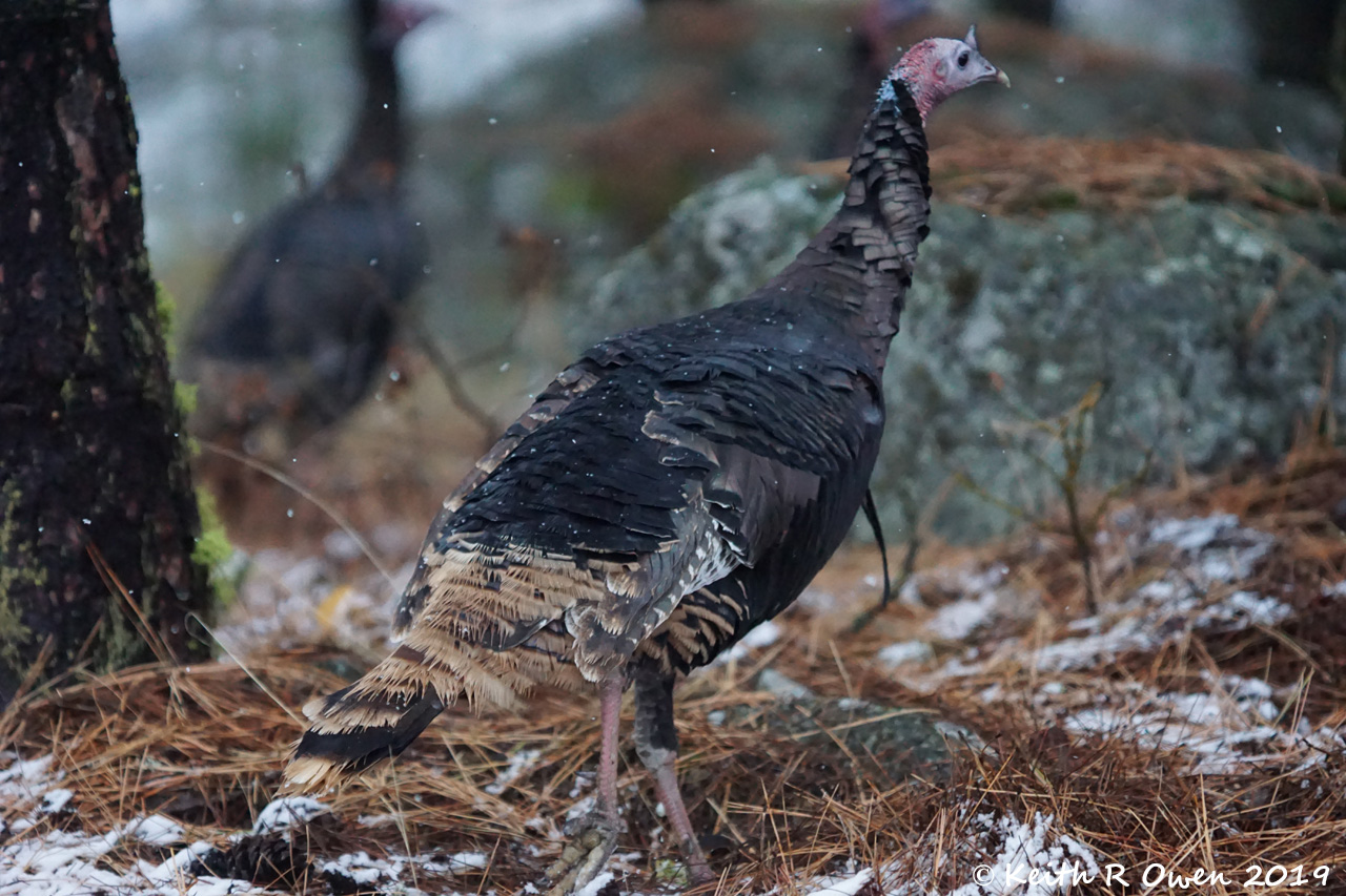 Wild Turkey