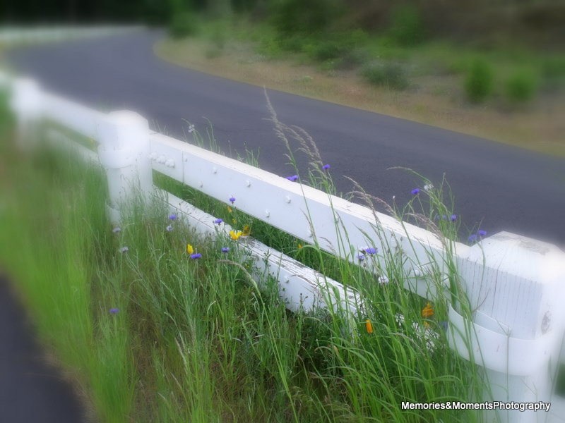 Wild_Flowers