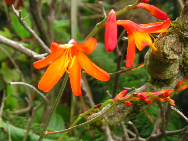 Wildflowers at old BayOcean Site.