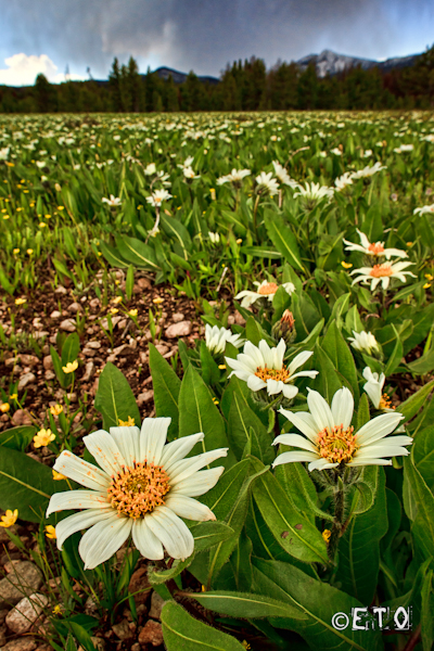 Wildflowers in Stanley, Idaho