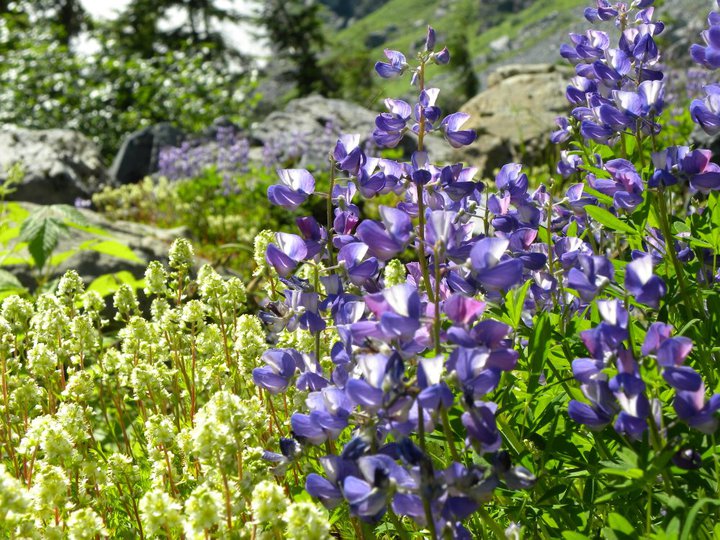 Wildflowers near Lake Serene