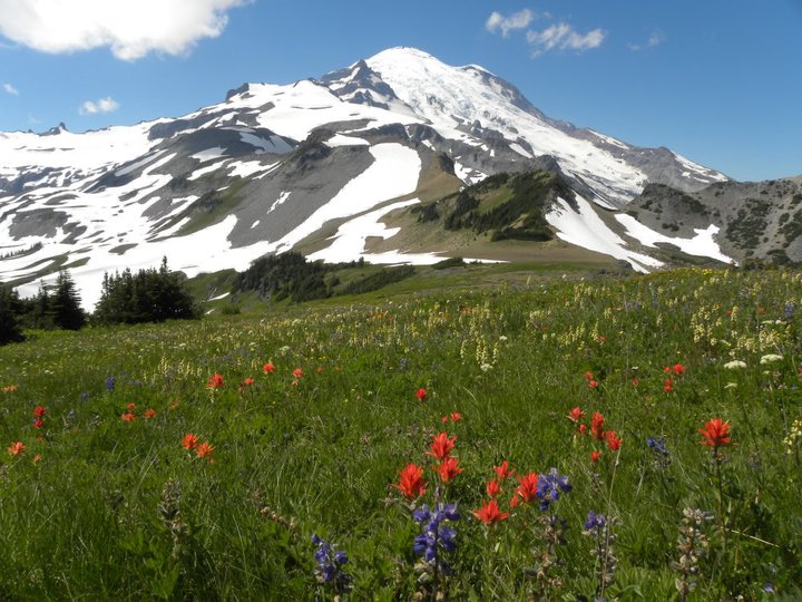 Wildflowers on Banshee Peak