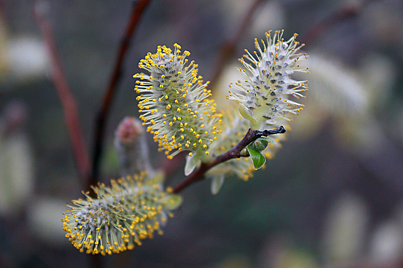 Willow-1