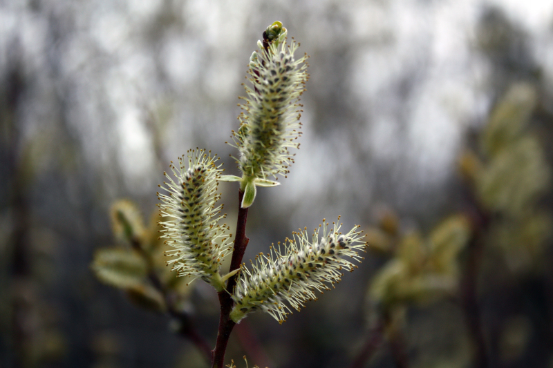 Willow