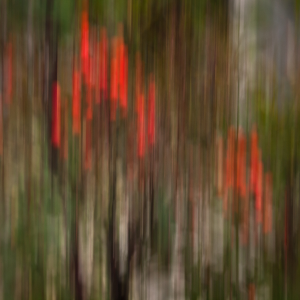 Winter berries in abstract