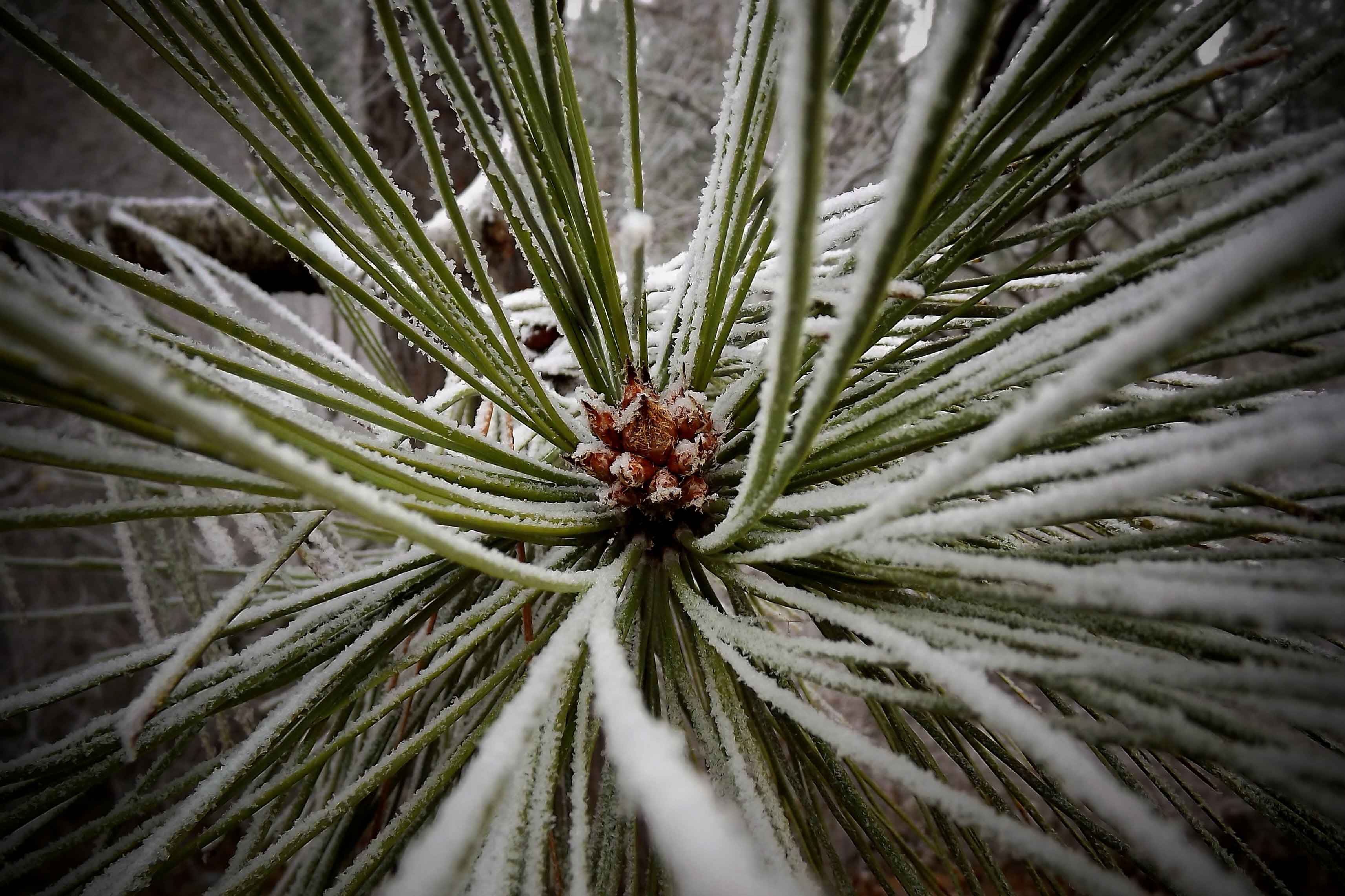 Winter Frost