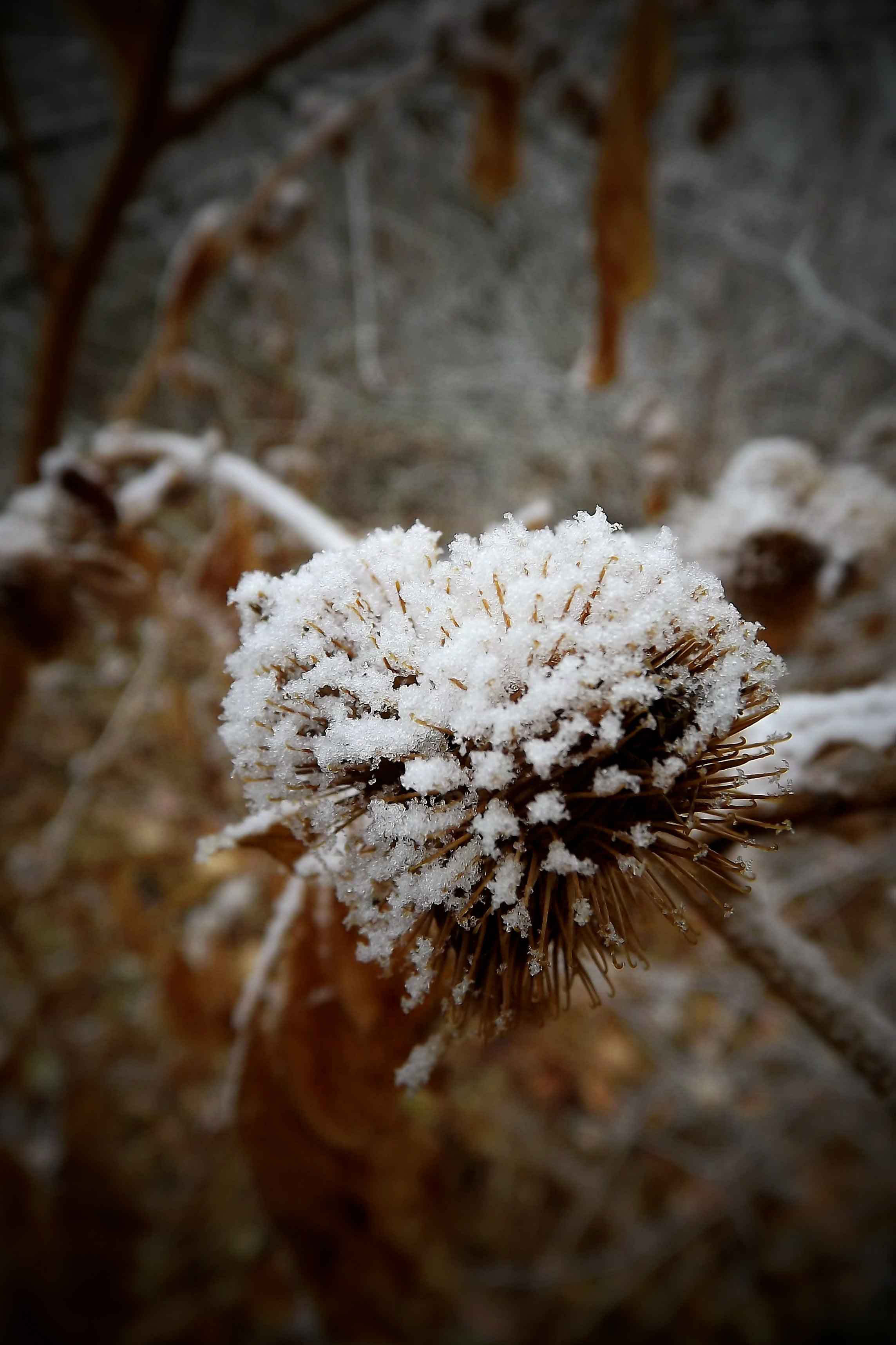 Winter Frost