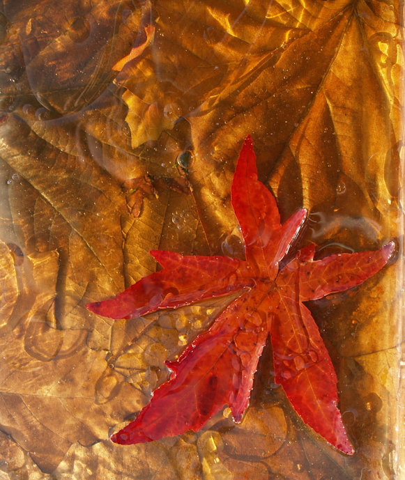 Winter Leaves