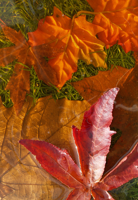 Winter Leaves
