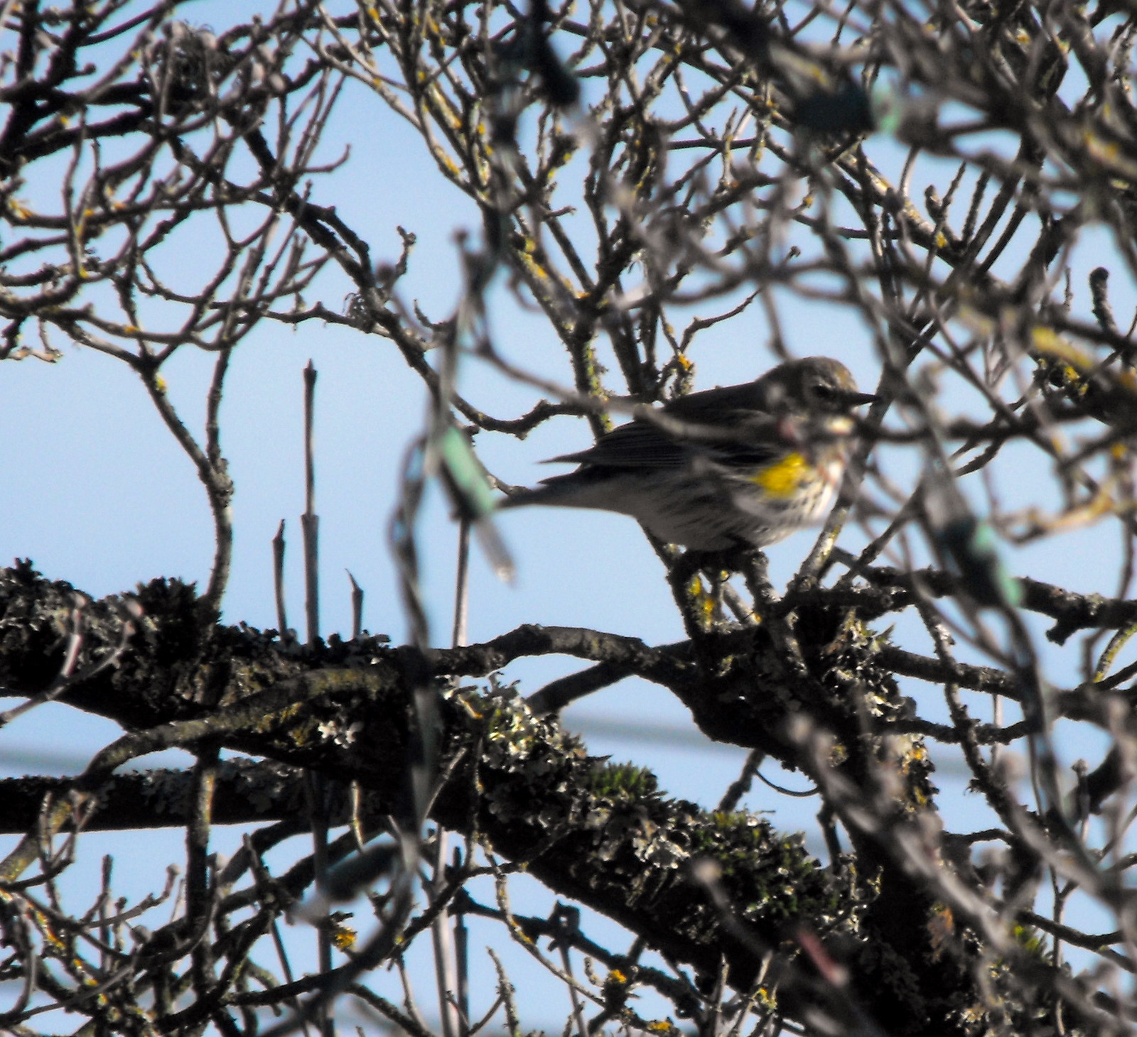 Winter Yellow Rummped Warbler