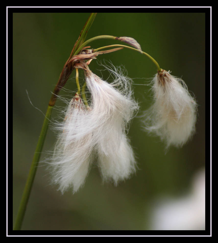 Wispy Seeds