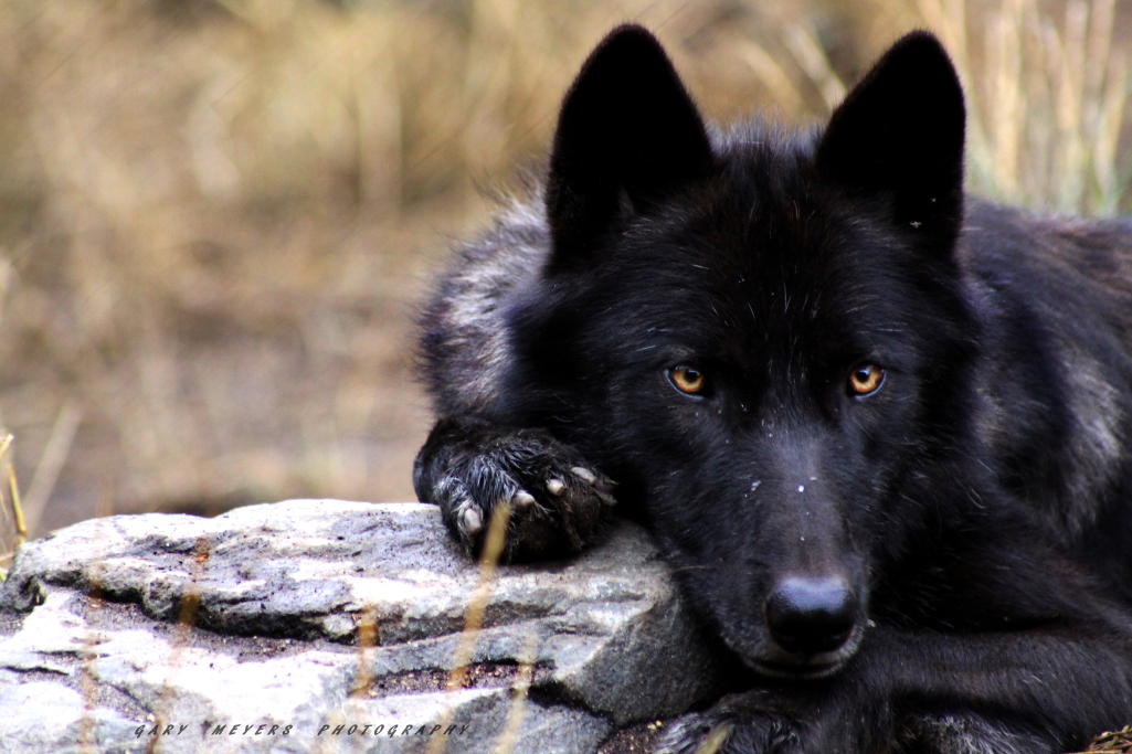 WOLF