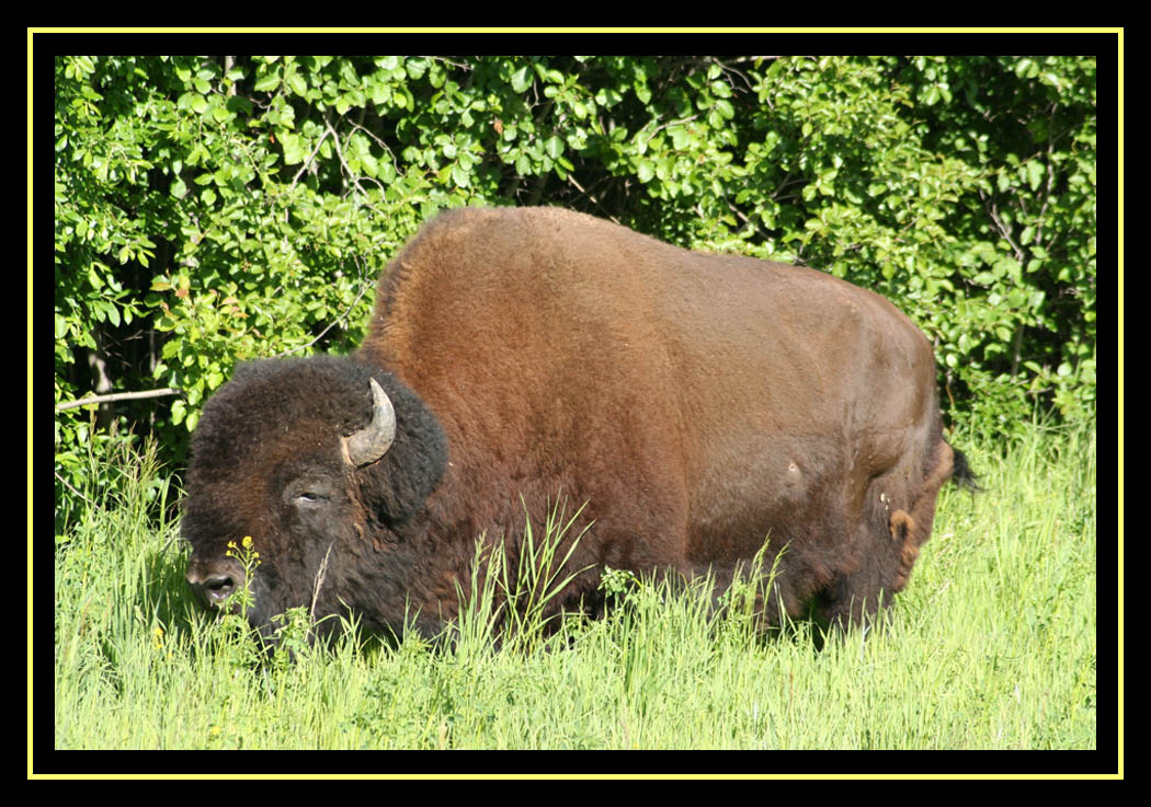 Wood Buffalo