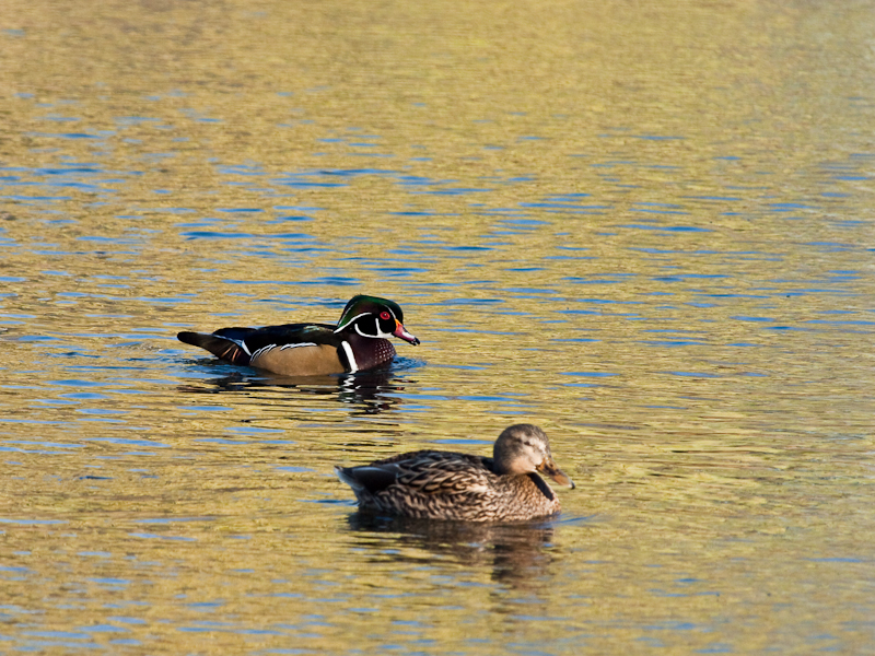 Wood Duck and his cousin