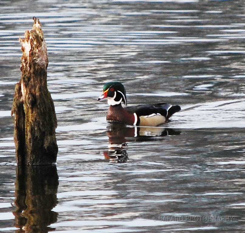Wood Duck