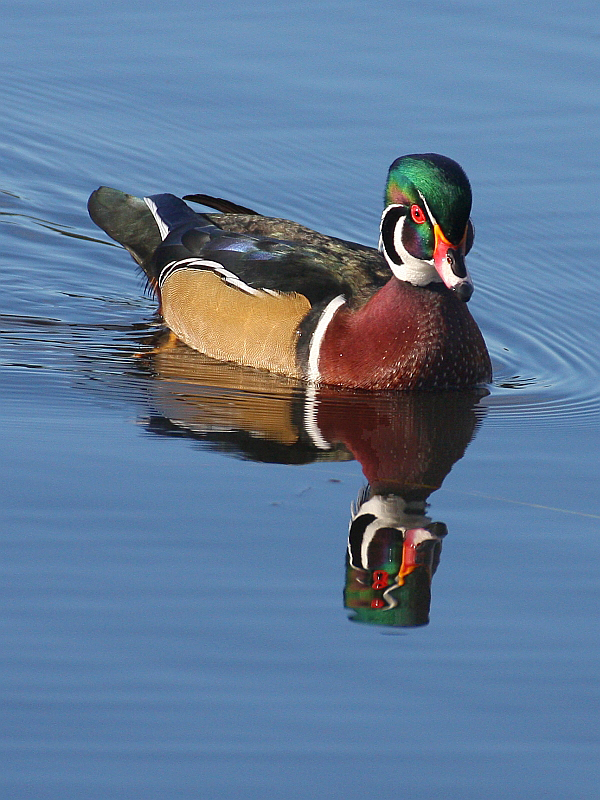 Wood duck