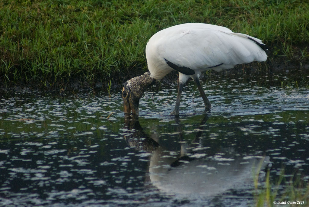 Wood Stork