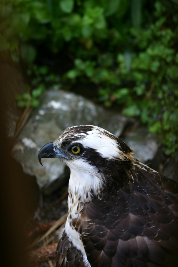 Woodland Osprey