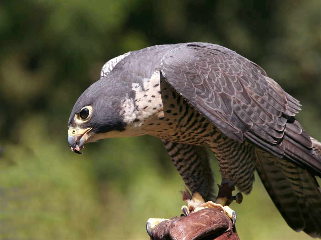 Woodland Park Zoo