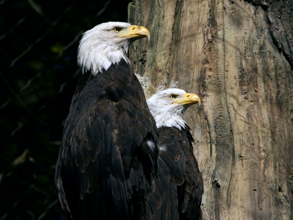 Woodland Park Zoo