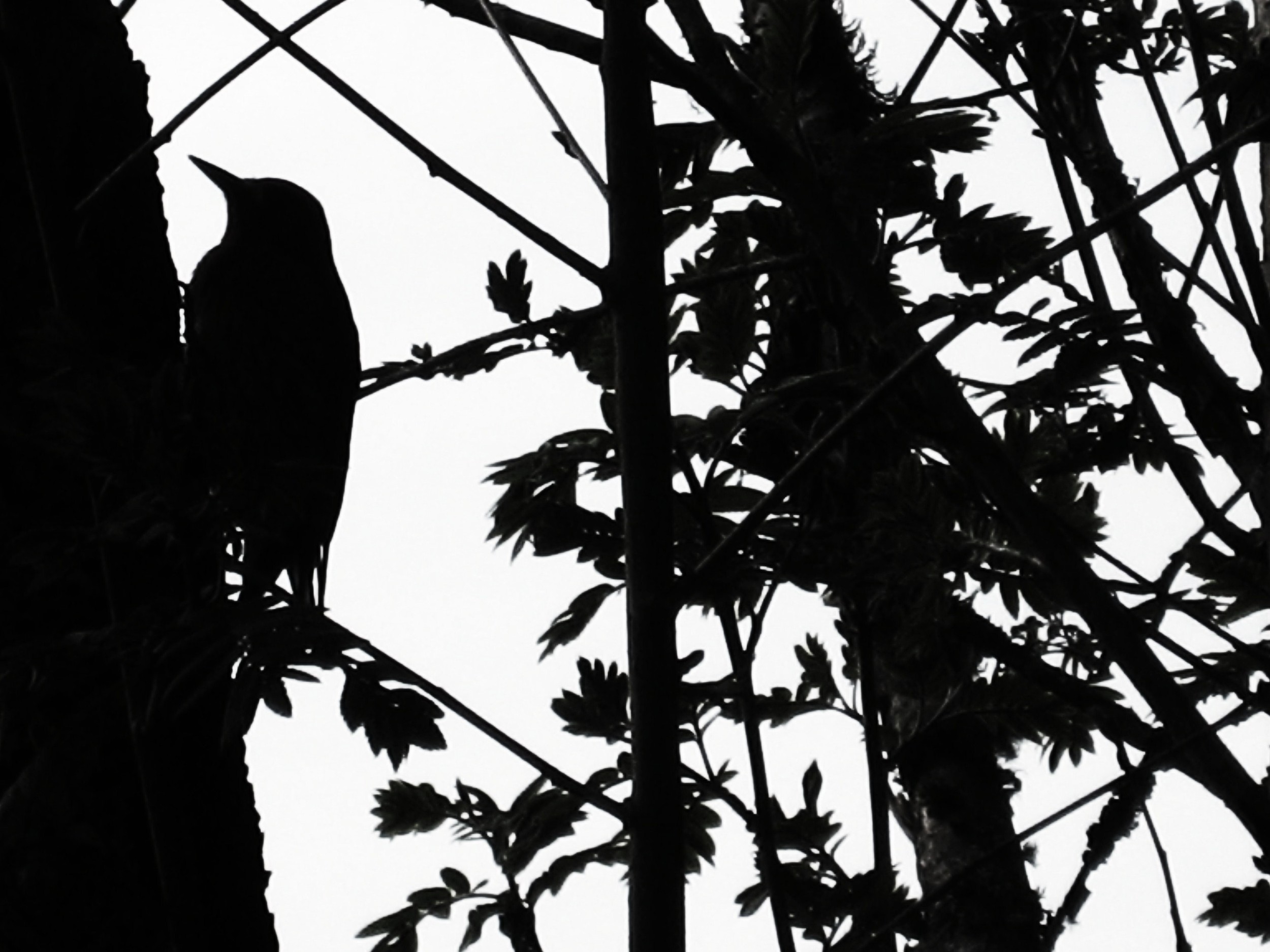 woodpecker