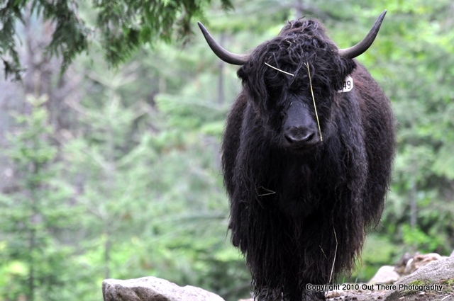Yak