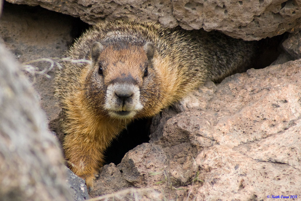 Yellow-bellied Marmot