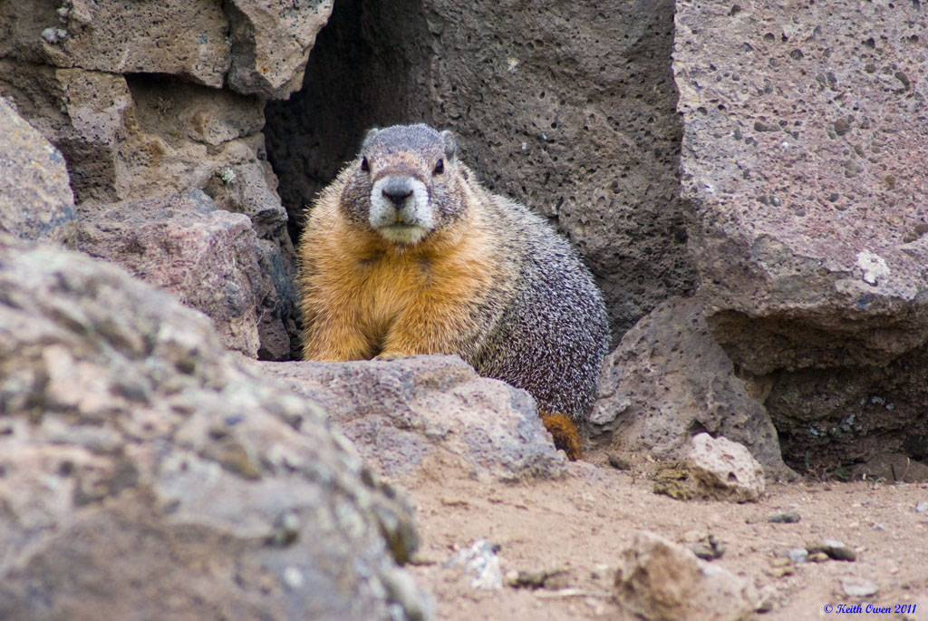 Yellow-bellied Marmot