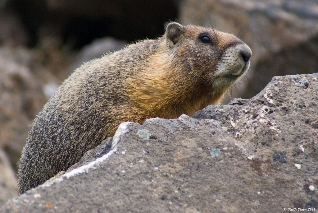 Yellow-bellied Marmot