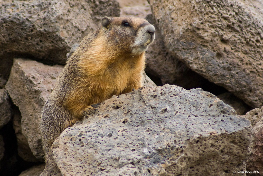 Yellow-bellied Marmot