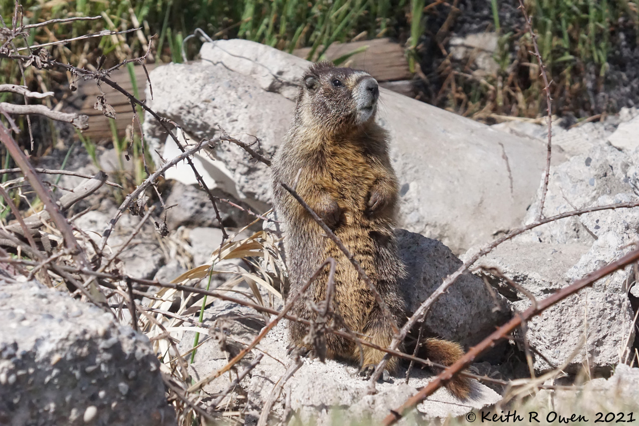 Yellow-bellied Marmot