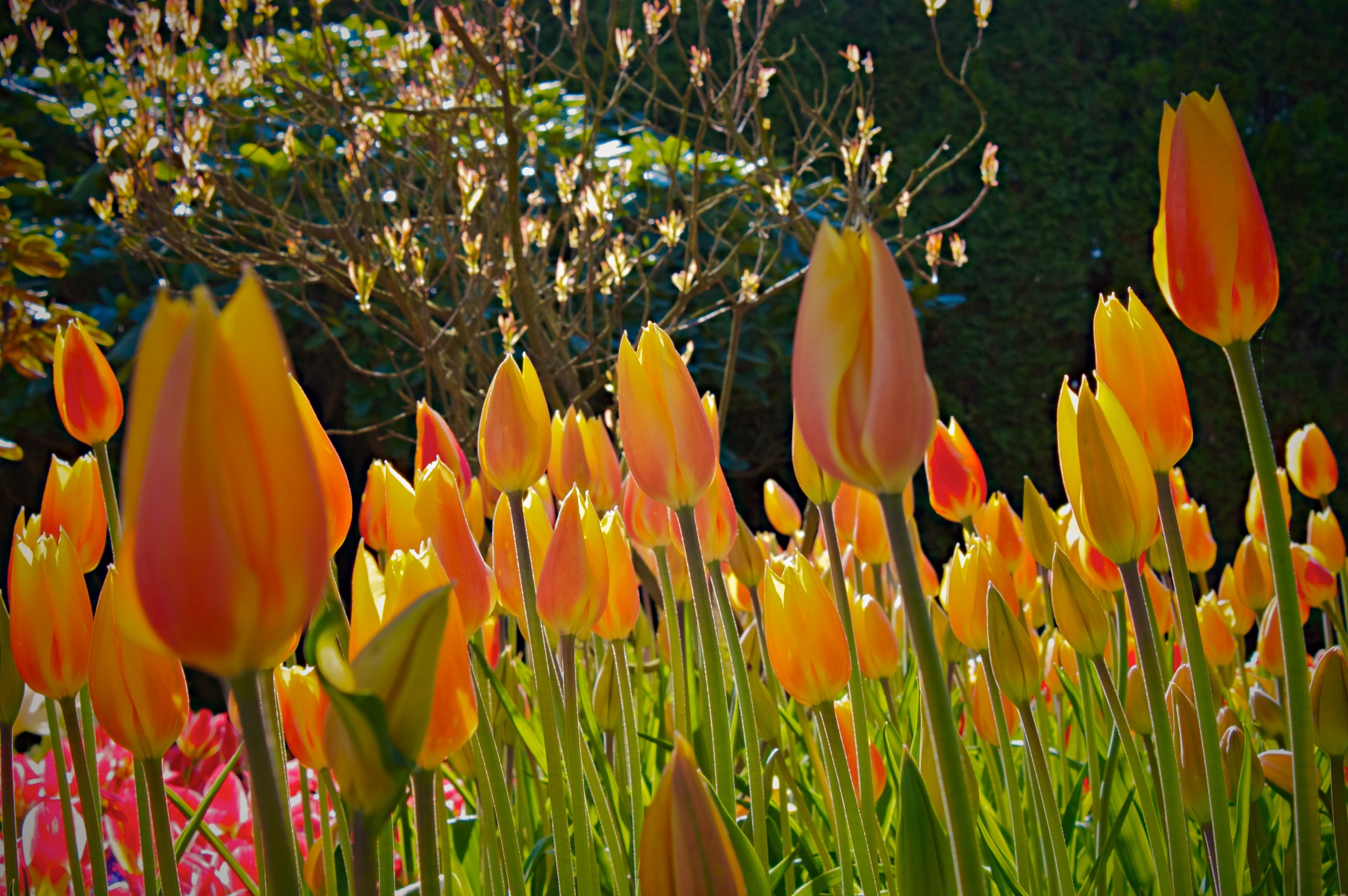 Yellow Brilliance