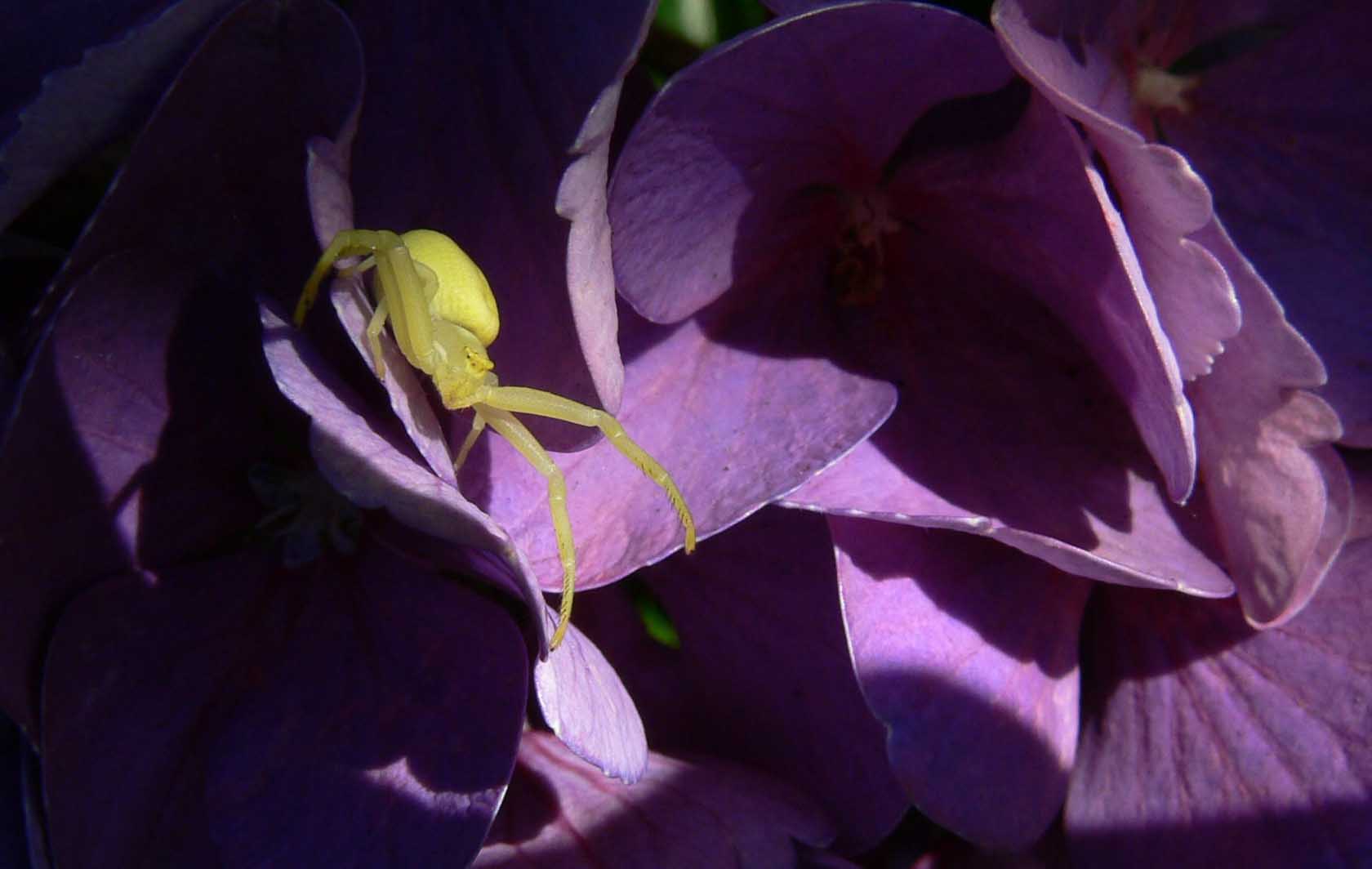 Yellow crab spider