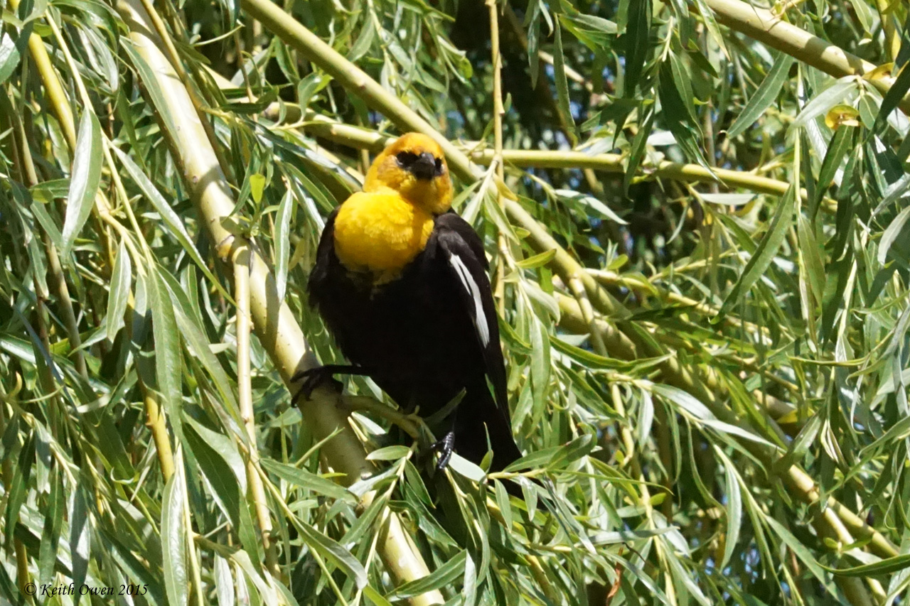 Yellow-headed Blackbird