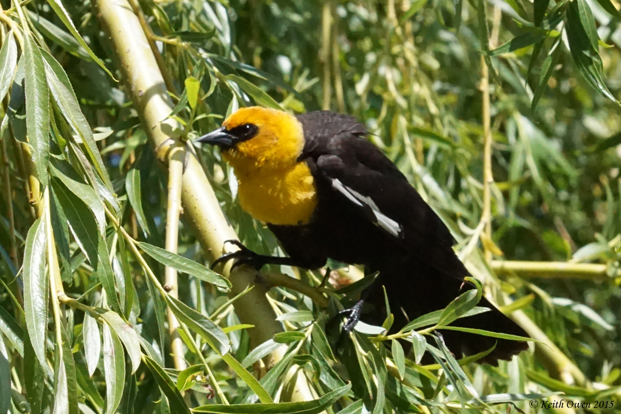 Yellow-headed Blackbird
