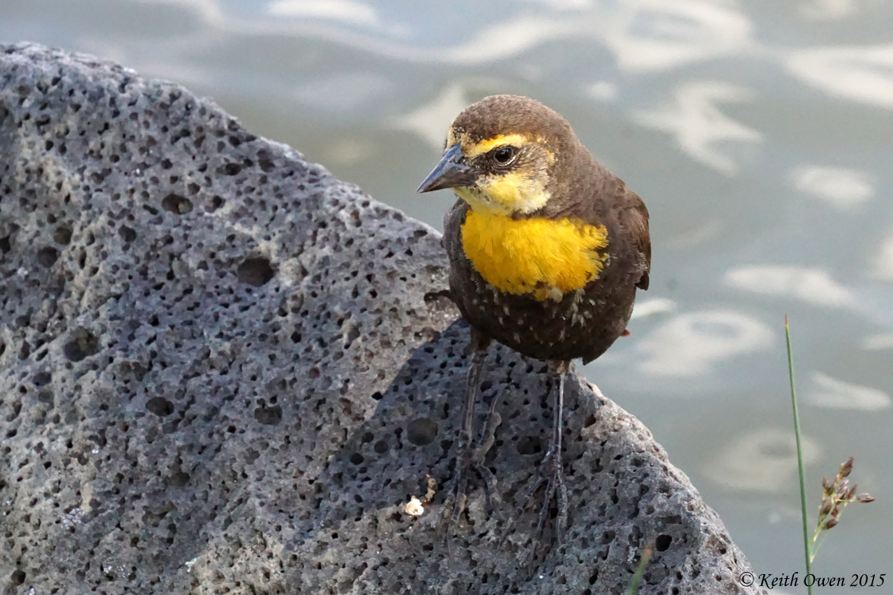 Yellow-headed Blackbird
