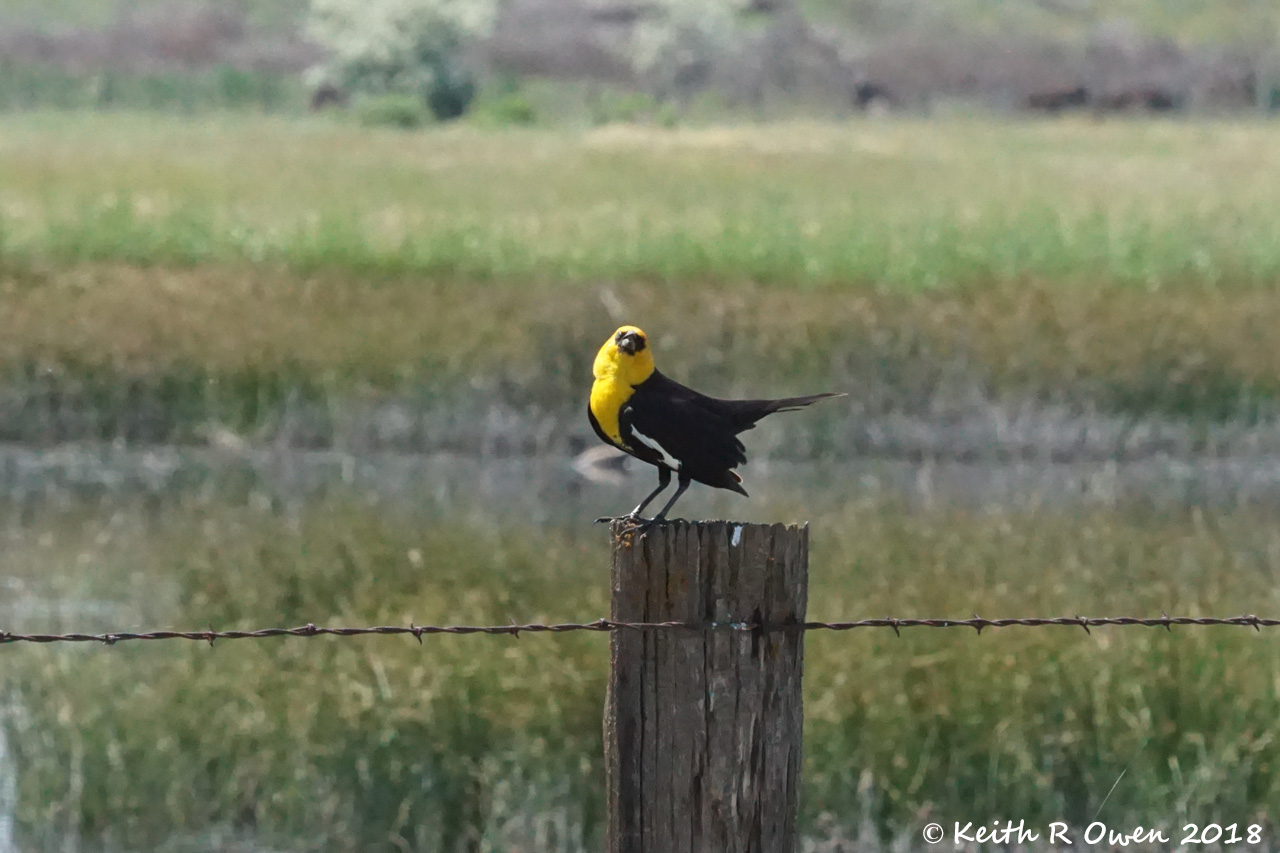 Yellow-headed Blackbird