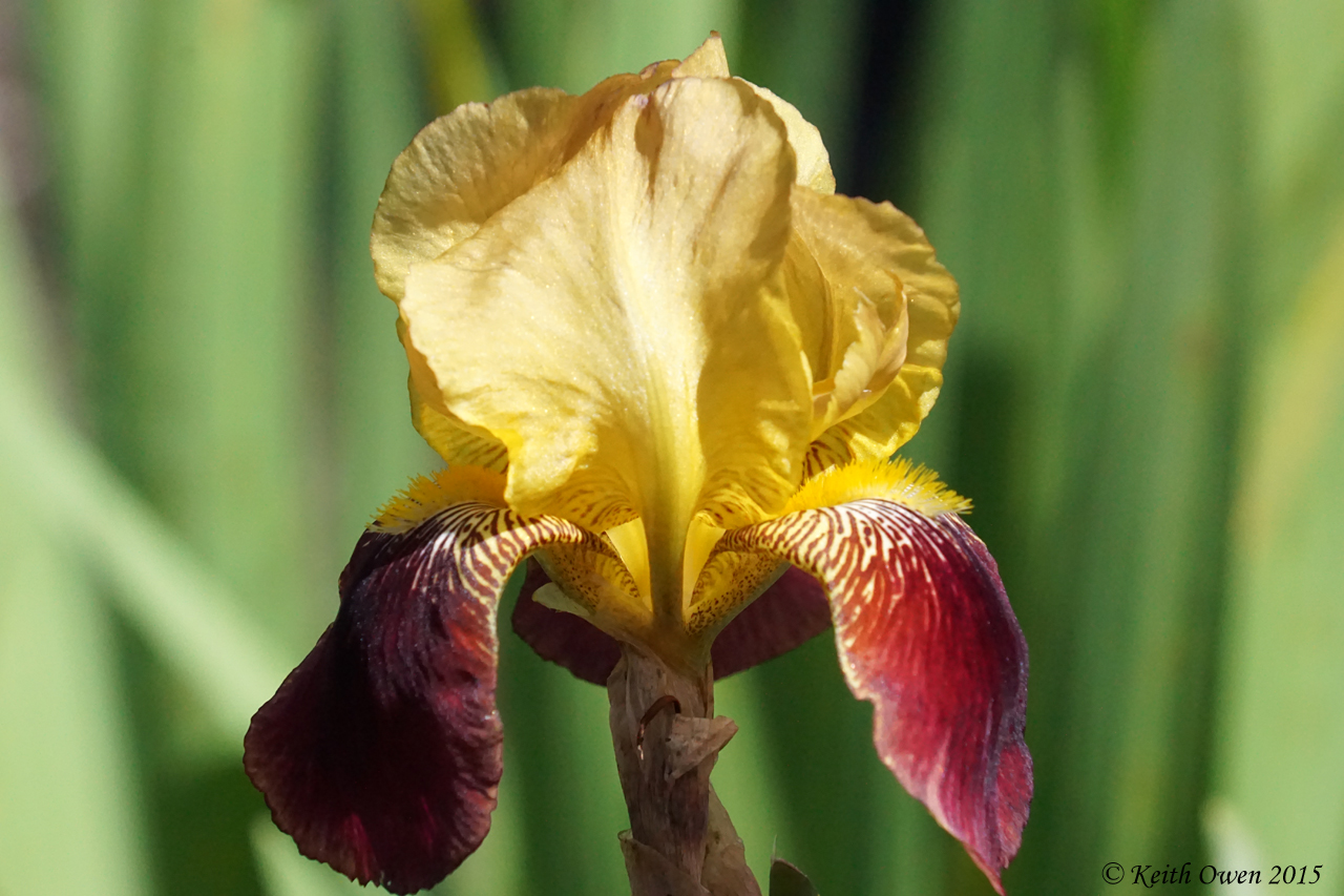Yellow Iris