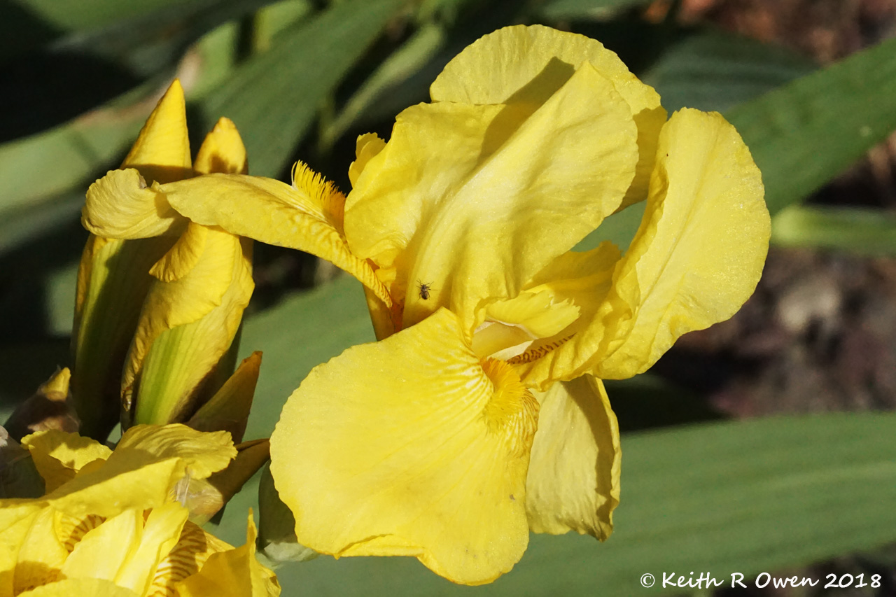 Yellow Iris