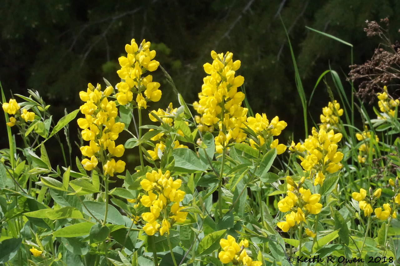 Yellow Pea