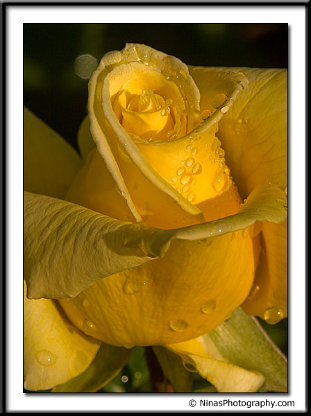 Yellow Rose