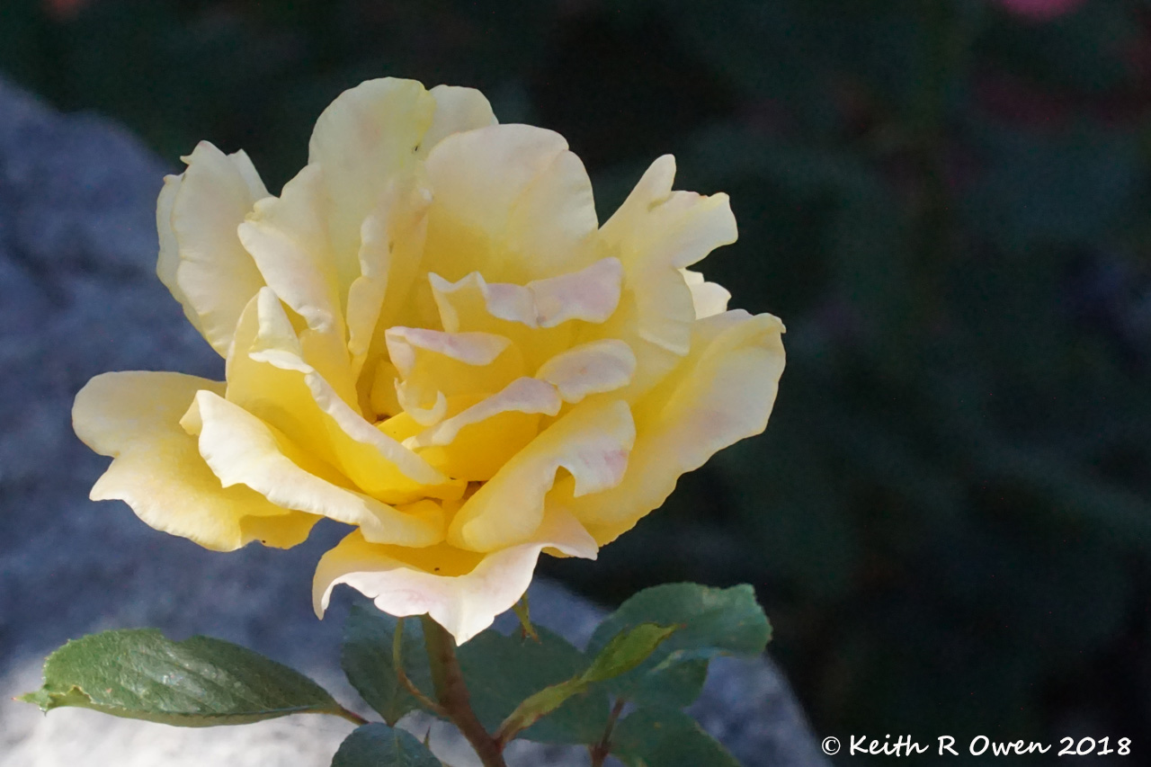 Yellow Rose