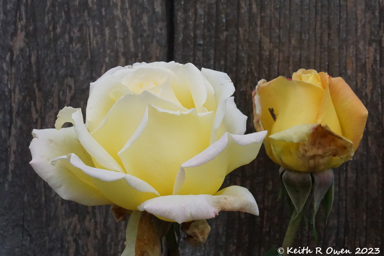 Yellow Rose
