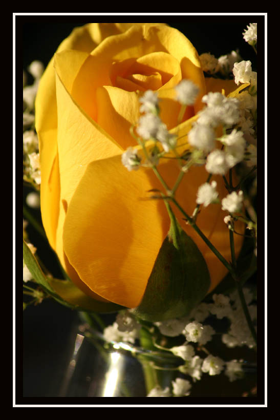Yellow Rose
